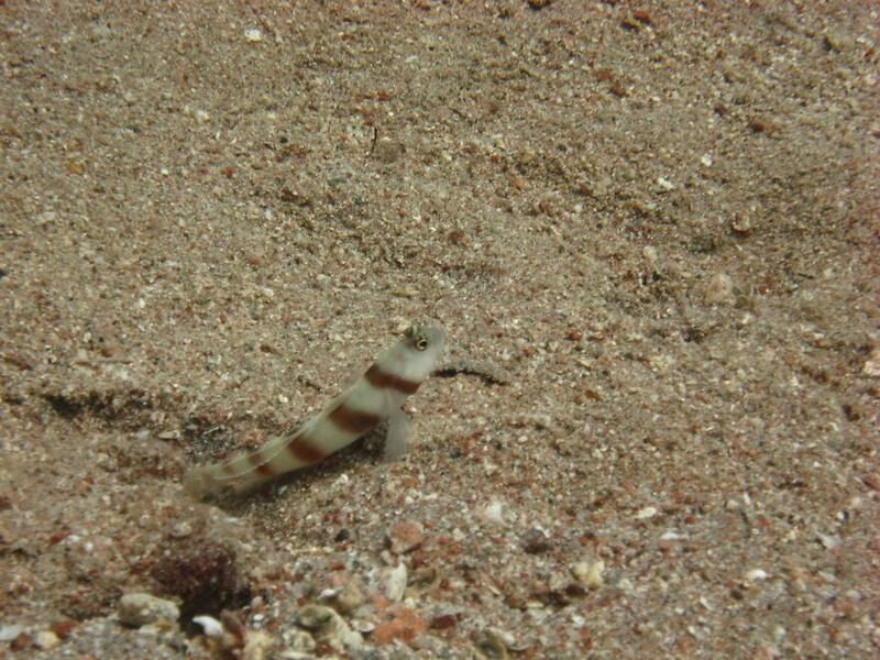 Goby pokeing its head out of its hole